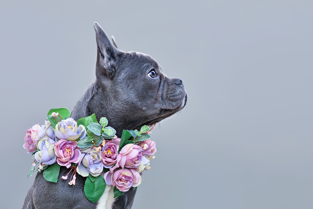 French Bulldog dog with long nose wearing pink flower collar on gray background 