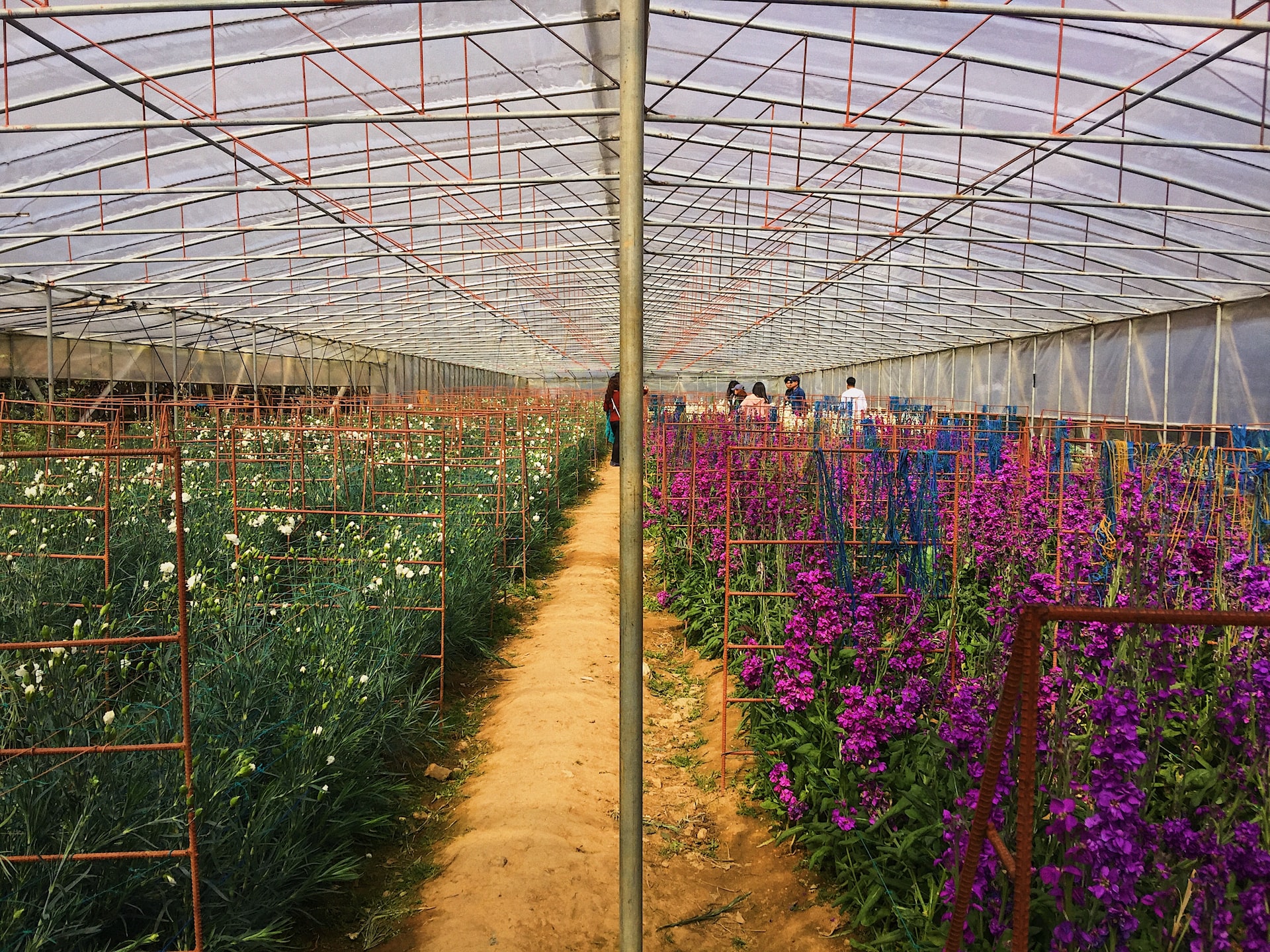 hanging flowers in a Baguio flower market