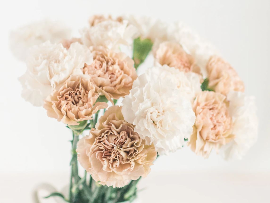 carnations