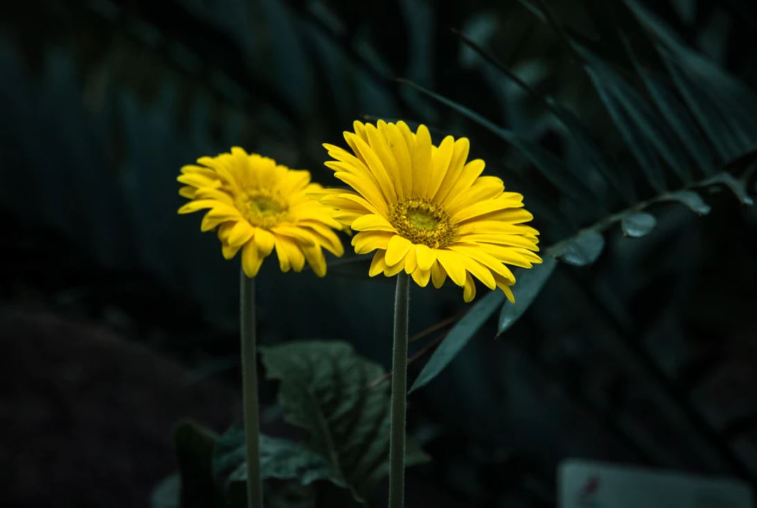 gerberas