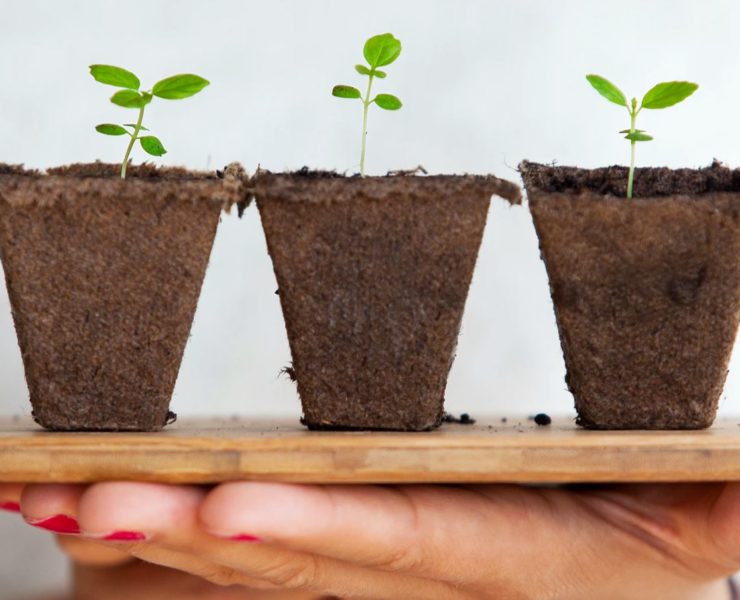 three green leafed plants