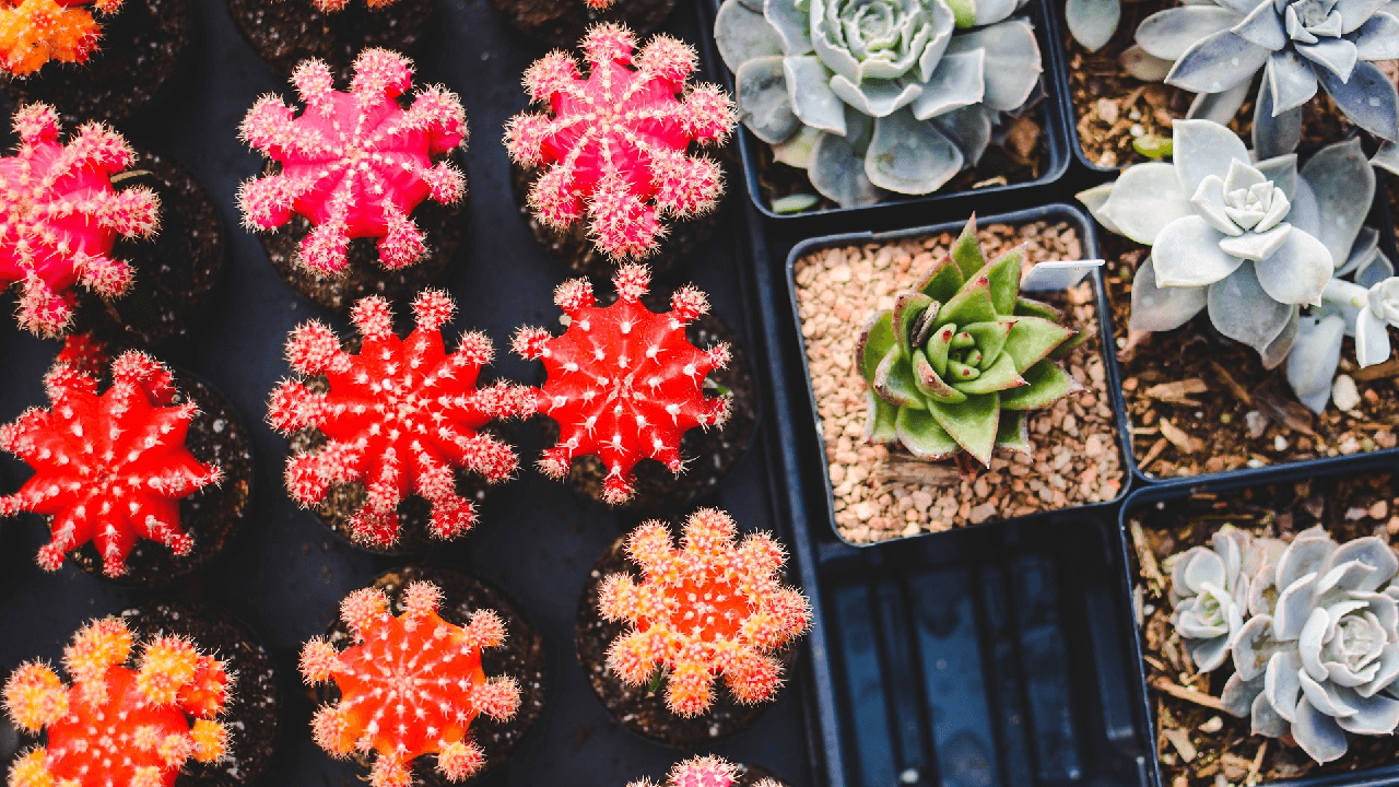 colorful succulents