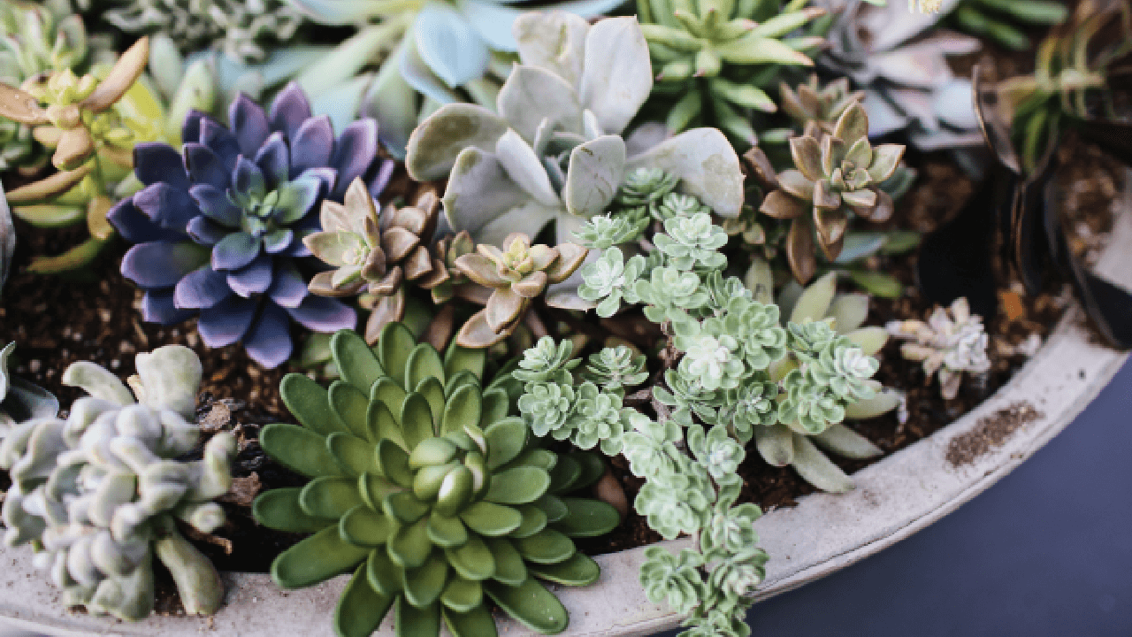 Succulents as wedding giveaways