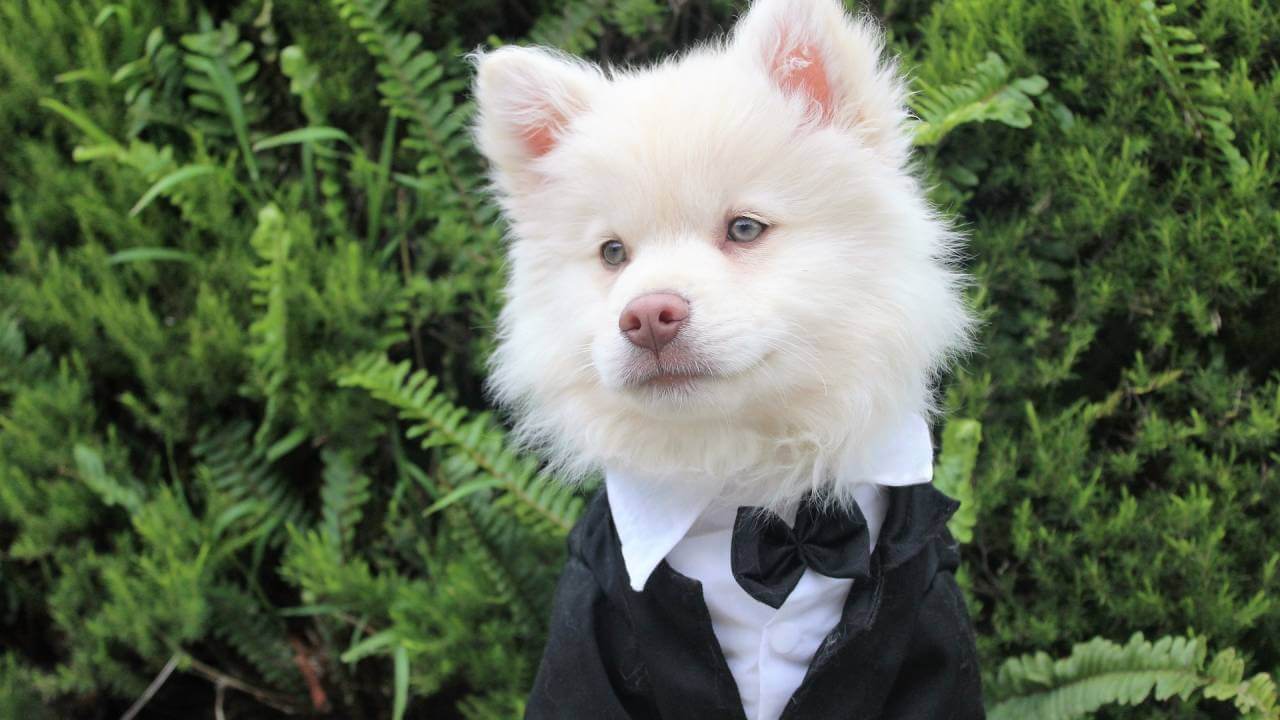 dog dressed for wedding