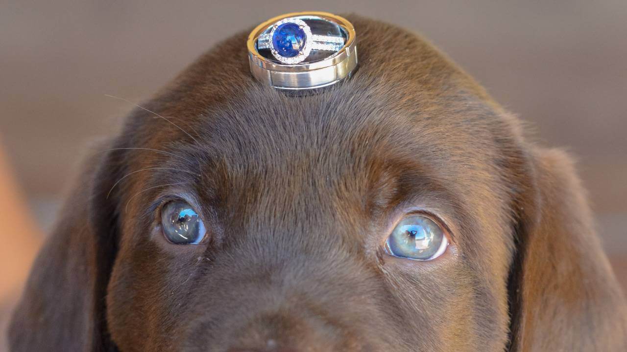 dog ringbearer in wedding ceremony