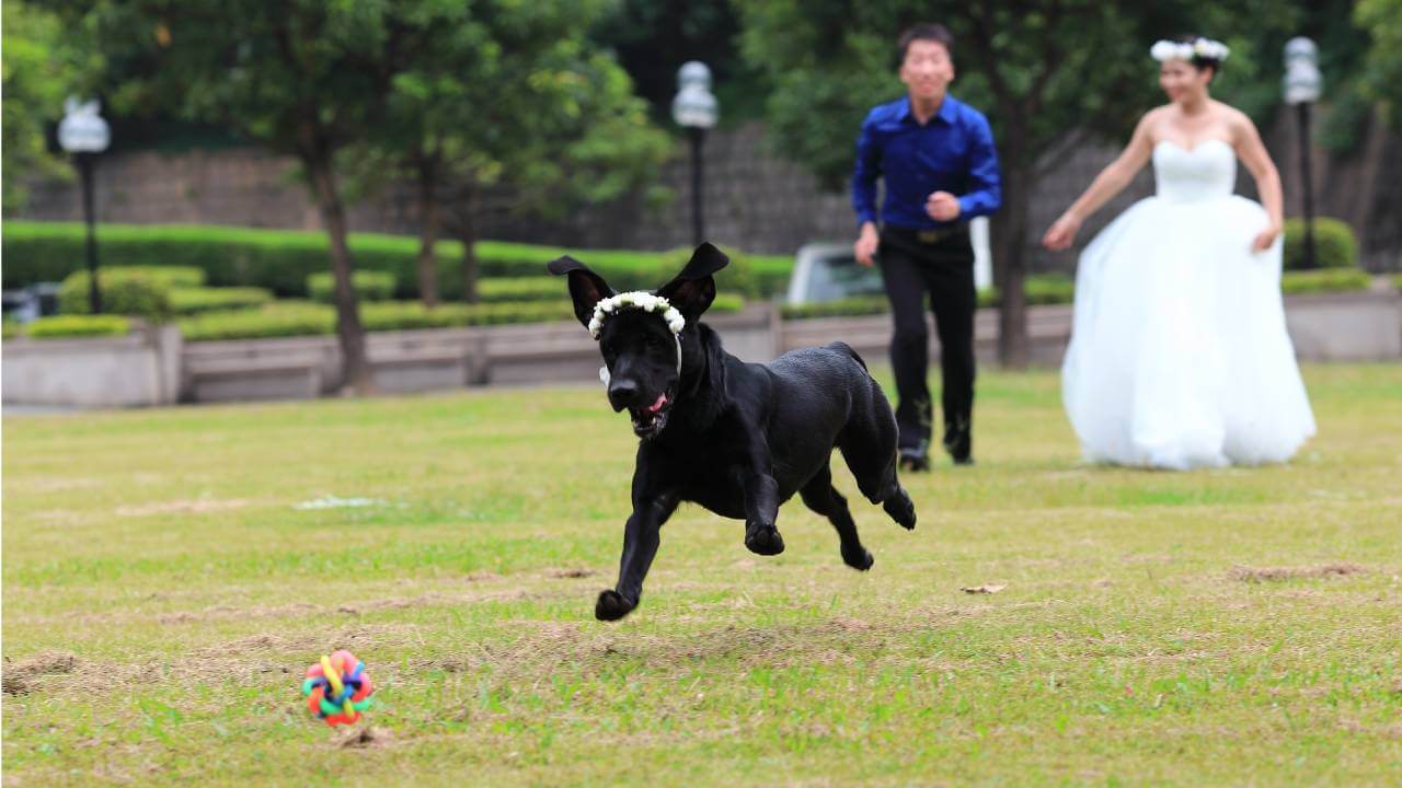 dog playing at wedding