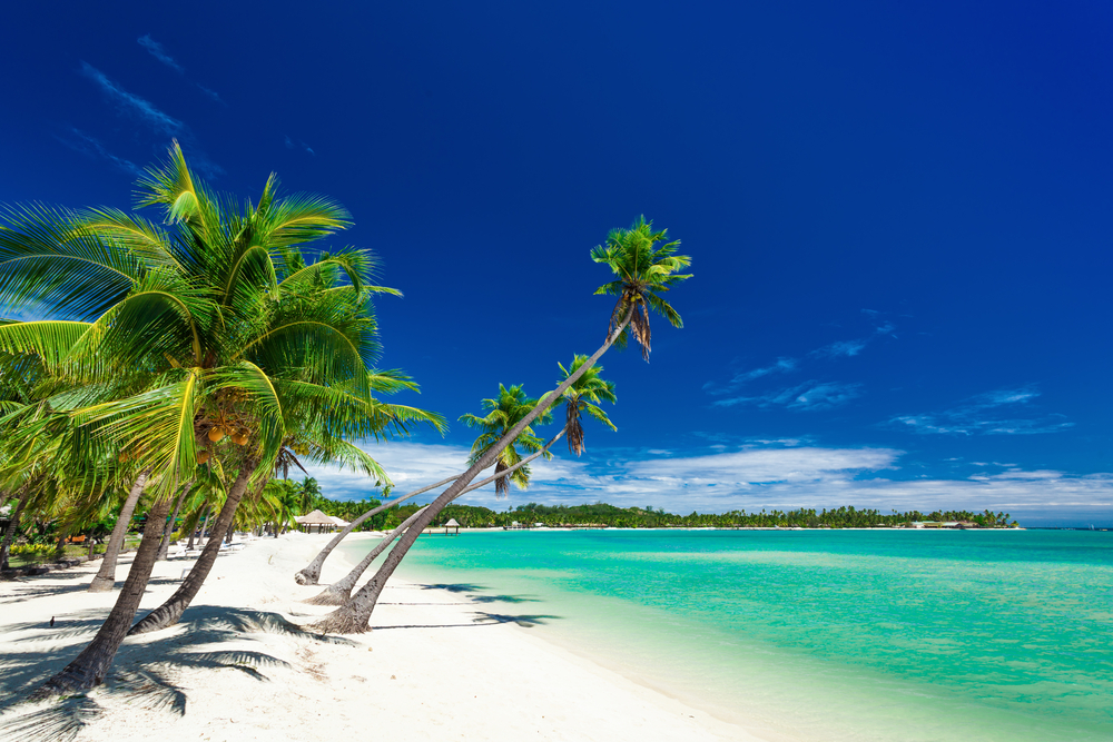 Palm trees over white beach on Plantation Island Fiji