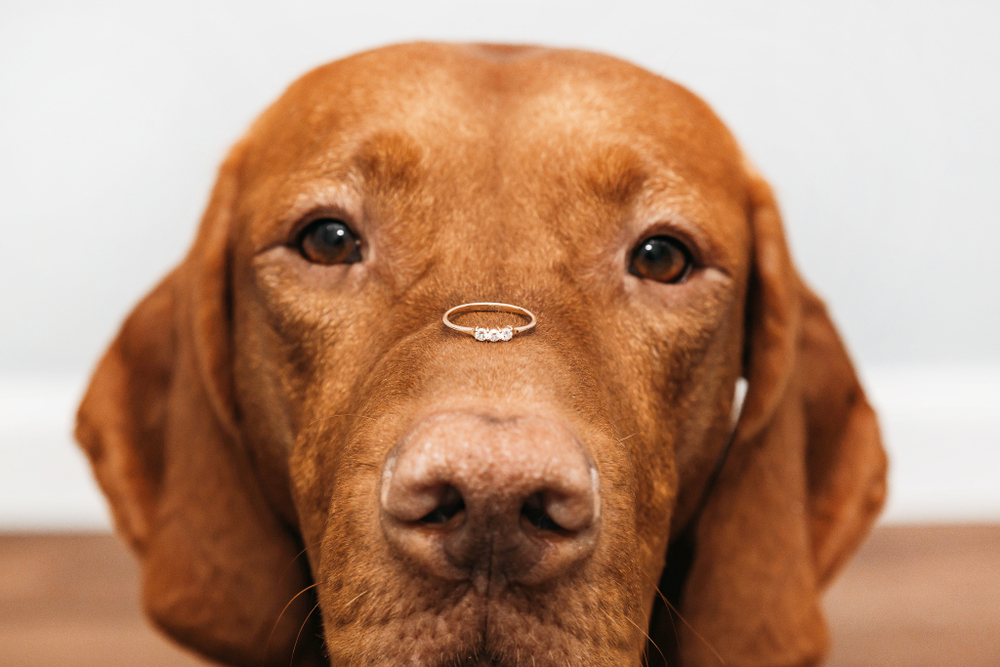 an engagement ring at the top of brown Labrador's nose