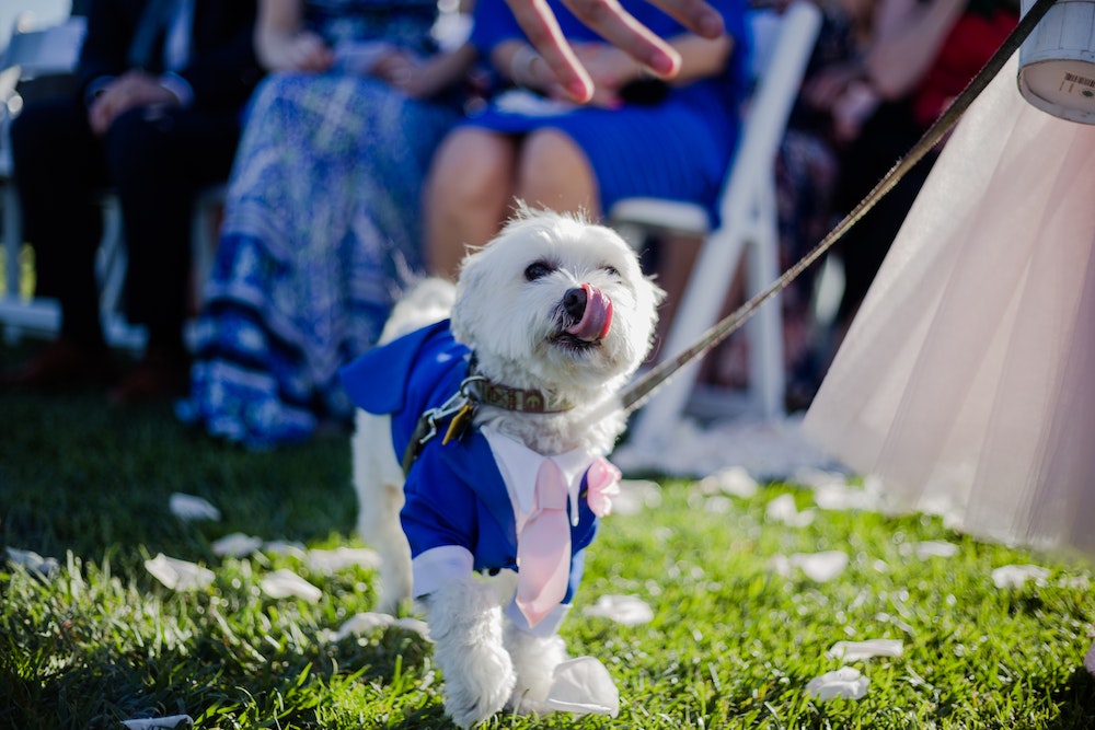 white maltese dog on suit and leash walking in a wedding