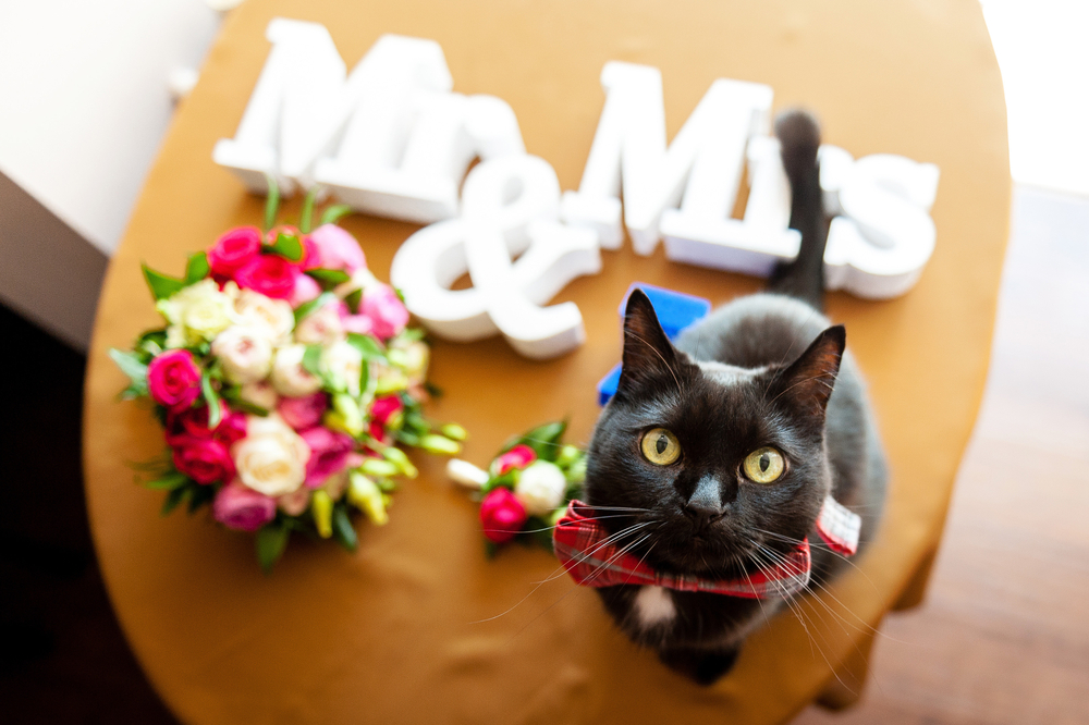 Black cat at wedding on the table near bouquet
