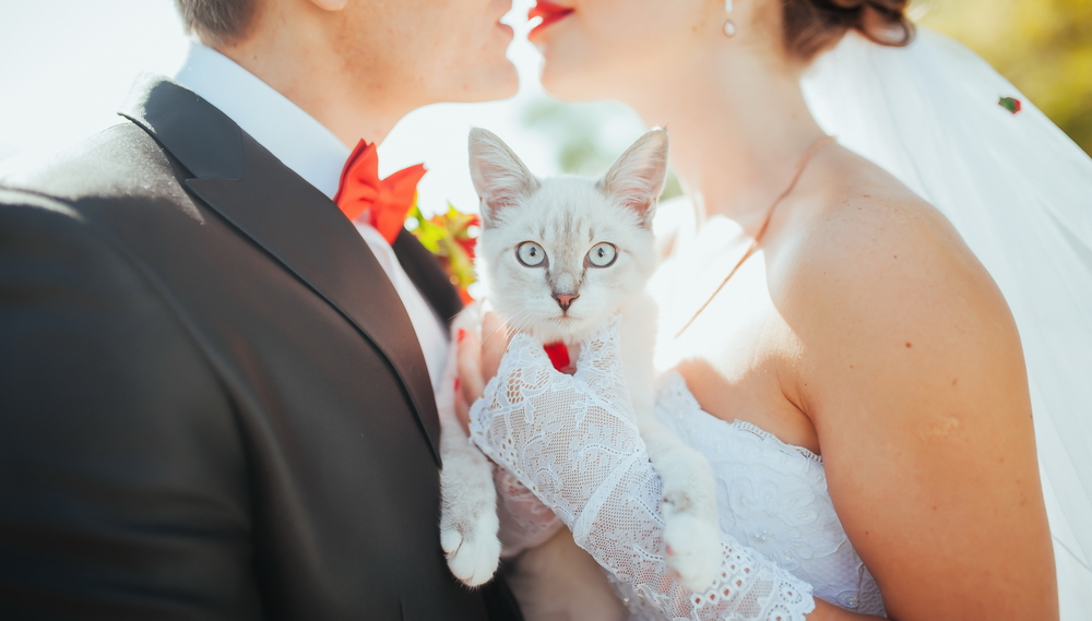 bride and groom kissing while carrying their pet cat