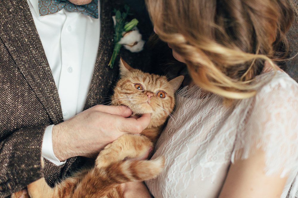 british shorthair ginger cat being carried by a couple during photoshoot