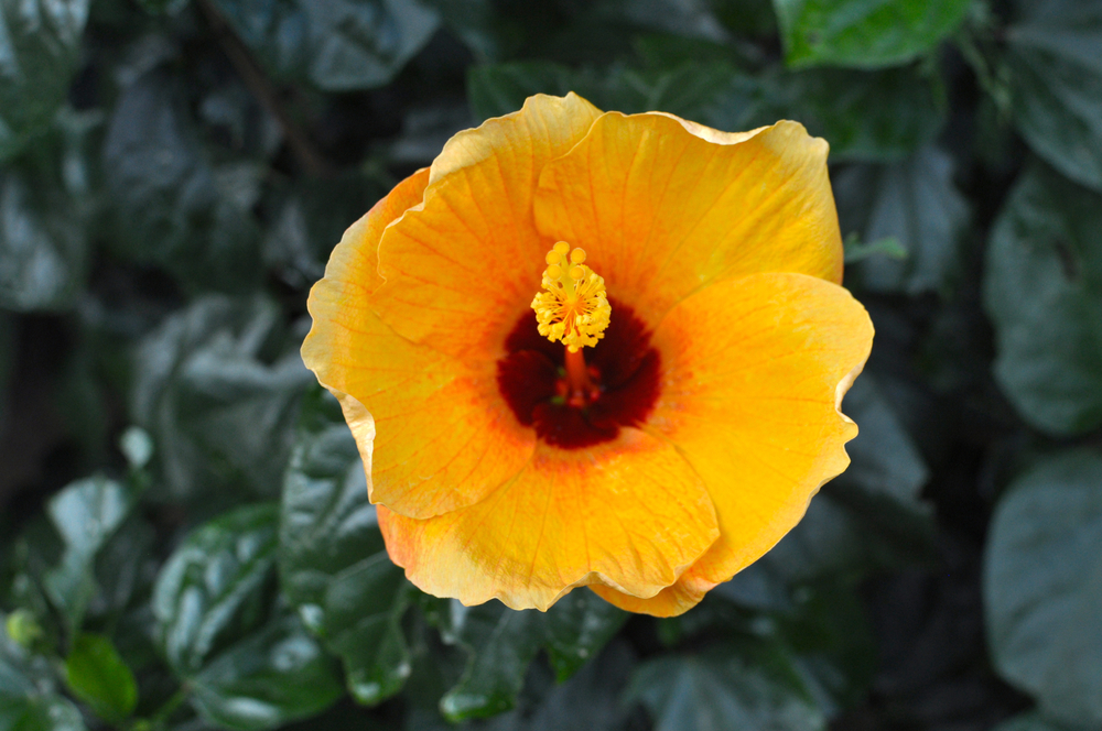 Big Yellow Gumamela Flower with Green Leaves