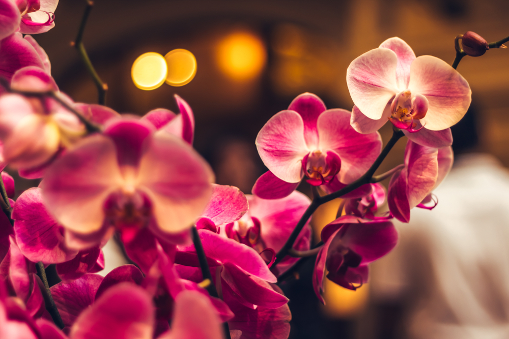 Orchid flowers in bokeh background