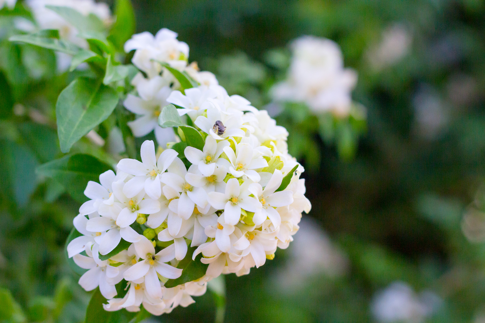 sampaguita flowers in bokeh background