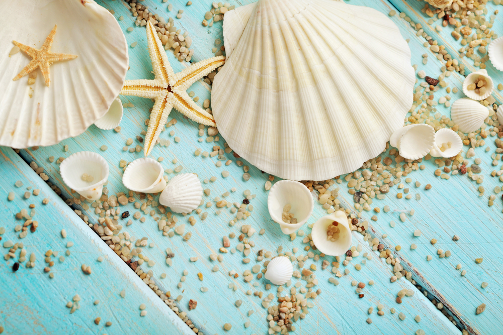seashells used as decoration