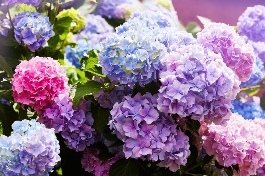 Hydrangeas