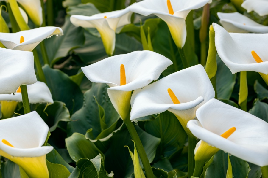 calla lilies